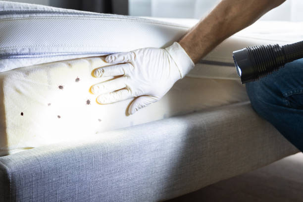Professional Pest Control in Hereford, TX