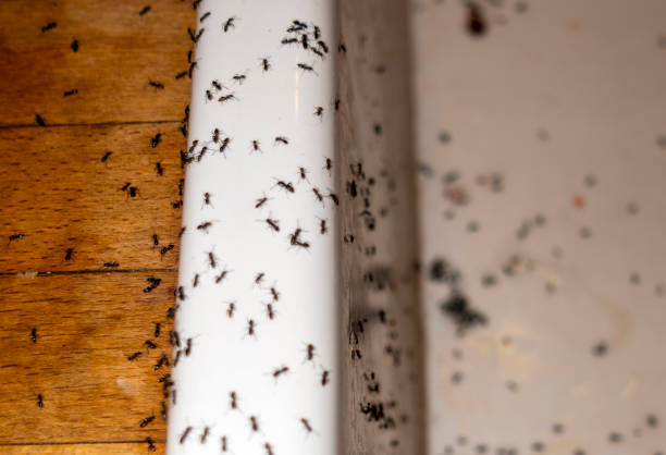 Pest Control Cost in Hereford, TX