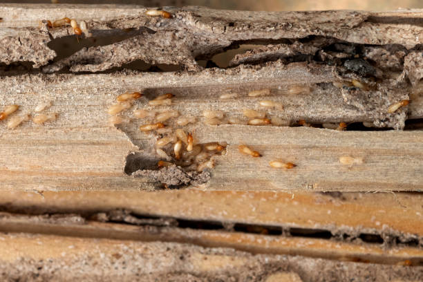 Spider Control Near Me in Hereford, TX